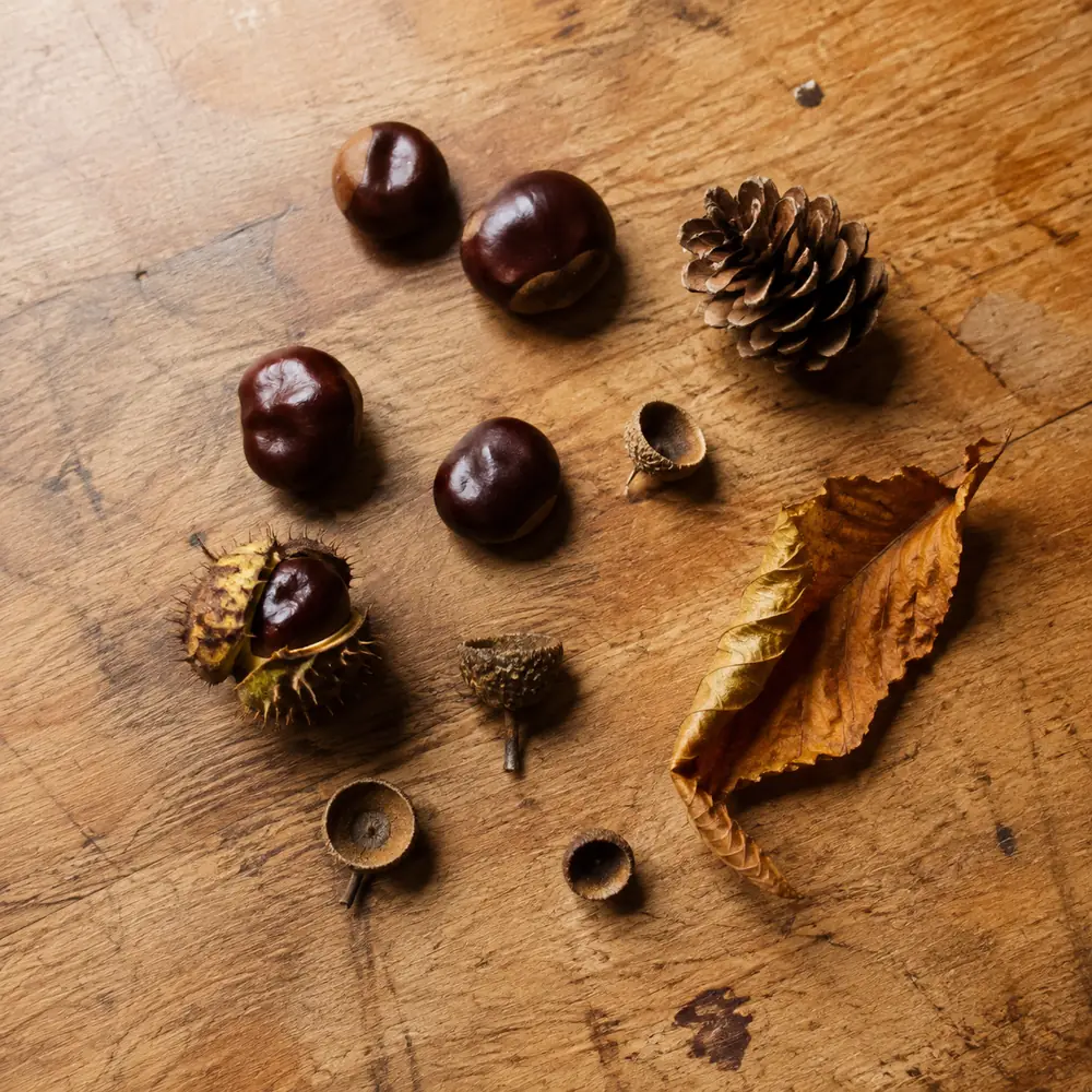 Horse chestnuts, acorn caps, a pine cone and a dry leaf laid out on a wooden table